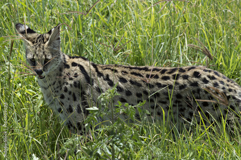 Naklejka premium Serval Cat 3