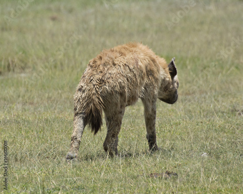 Hyena 2