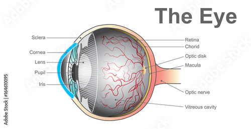 The Eyes. Anatomy human vector design.