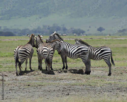 Zebra Gathering