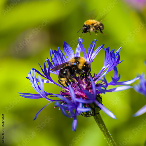 Bumblebee on a flower  © TATIANA
