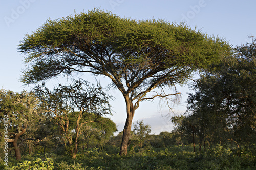 Acacia 5