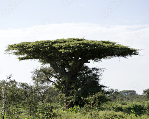 Acacia 2