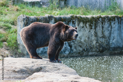 Europäischer Braunbär Tatzen im Tierpark Olderdissen Bielefeld