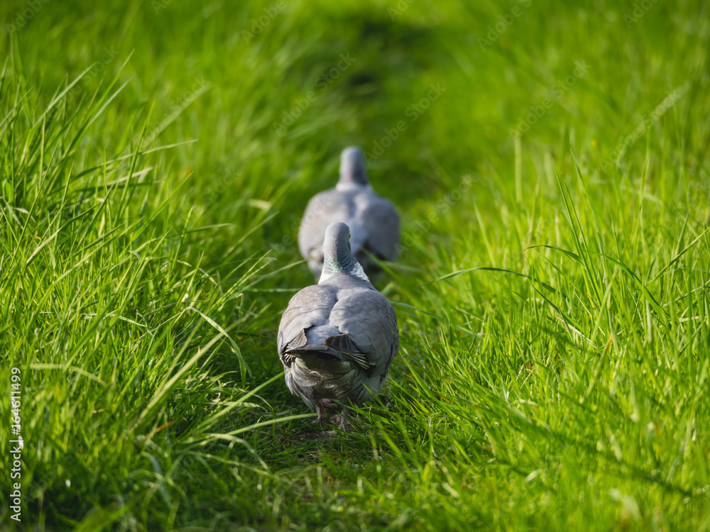 Zwei Turteltauben gehen einen gemeinsamen Weg durch Gras