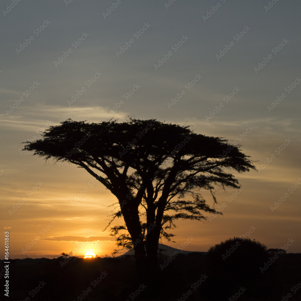 Acacia Sunset 2