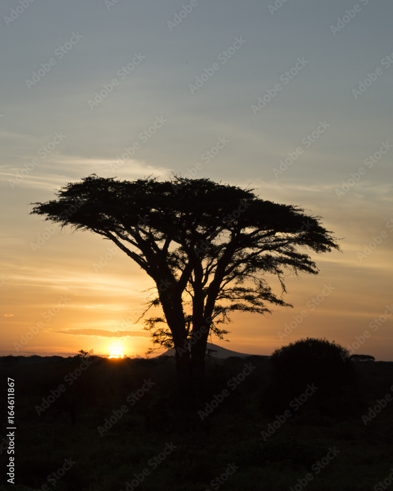 Acacia Sunset