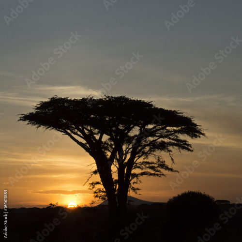 Acacia Sunset 2