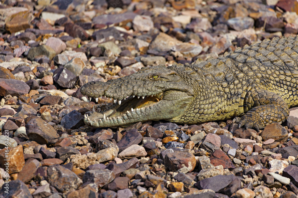 Crocodile Teeth Crocodile Teeth