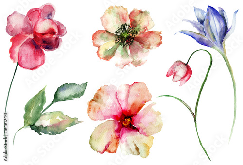 Set of wild flowers