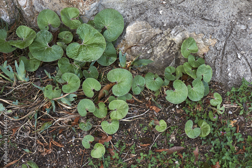 Obraz premium Petasites pyrenaicus