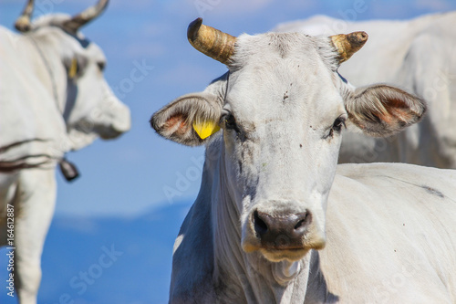 Mucche al Pascolo © francesco scapicchi