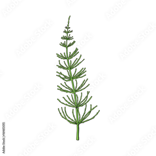 Beautiful equisetum, horsetail twig, branch, decoration element, sketch vector illustration isolated on white background. Realistic hand drawing of beautiful horsetail twig, floral decoration element photo