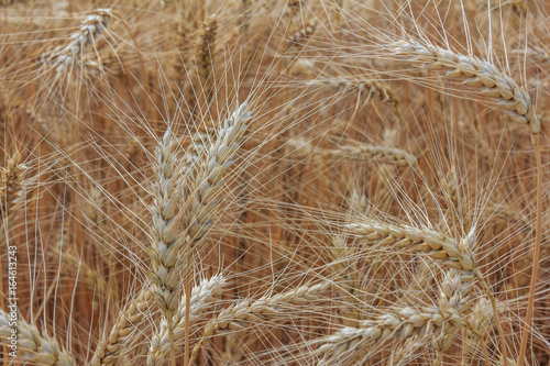 Spikelets close-up