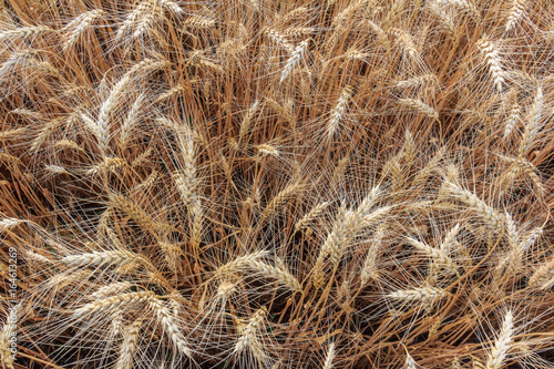 Wheat top view