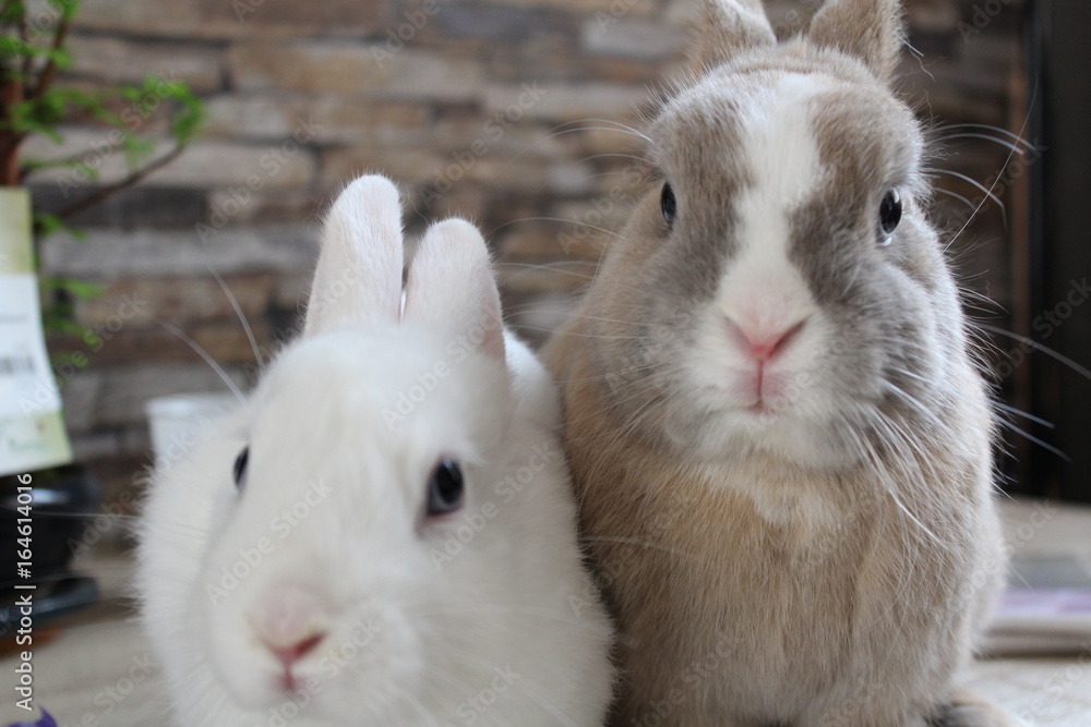 Gigi et pouky