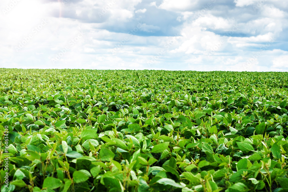 Field of green young soy.
