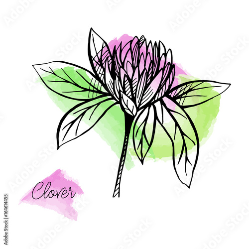 Vector drawn clover banner with hand drawn flowers on watercolor background. Tea and medicine collectiion
