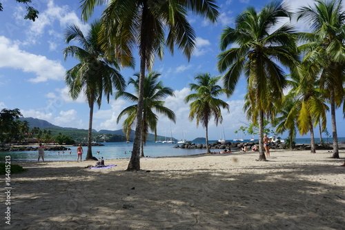 plage Martinique palmier