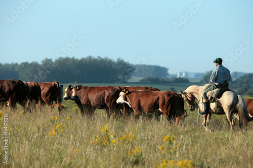 Fazenda de gado photo