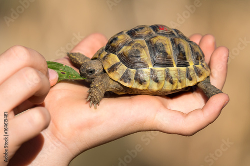 Young tortoise eating in hand