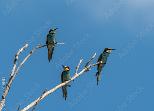Three bee-eaters sitting on branches © Stefan