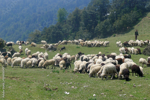sheep grazing in the himalayas