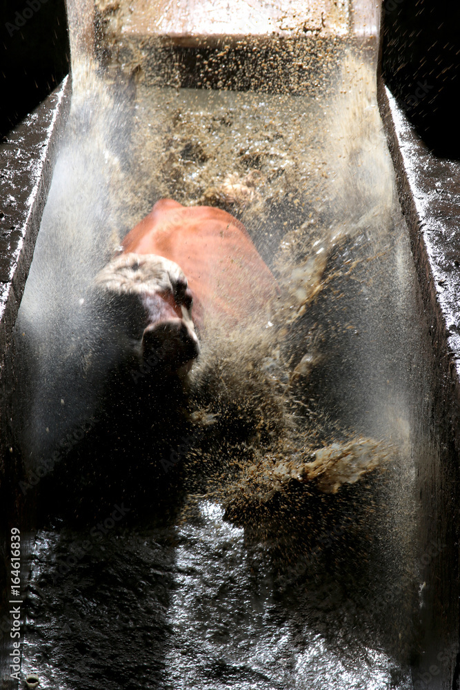 Fototapeta premium Fazenda de gado