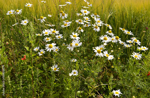 Wildflower daisies among the field of ripening rye, Europe