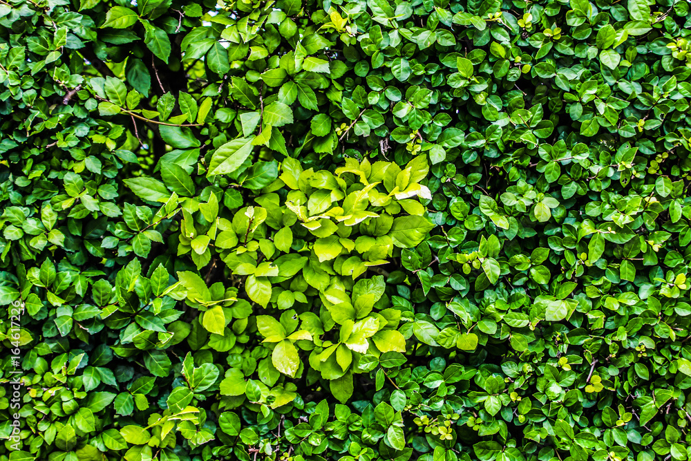 The landscape in the garden is light green leaves are part of nature look and feel fresh. The landscape in the garden is light green leaves are part of nature look and feel fresh.