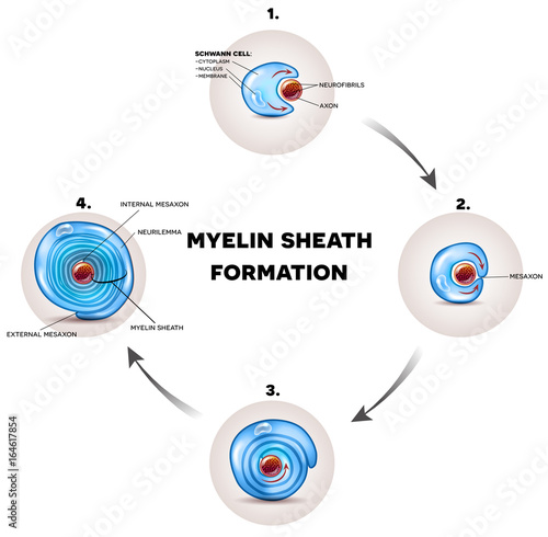 Myelin sheath formation detailed illustration, it surrounds the axon of nerve cell, forming fatty substance electrically insulating coating.
