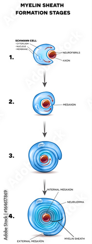 Myelin sheath development, it forms fatty substance around axon of the neuron forming electrically insulating coating.