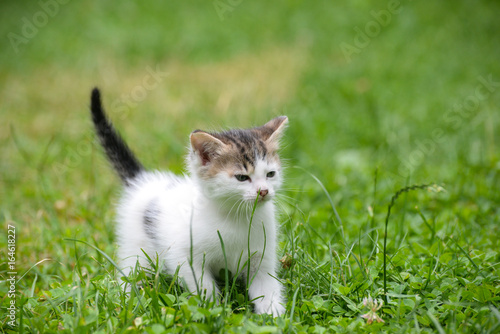 Curious little kitten play in the grass. Little kitty play outside © Ivan
