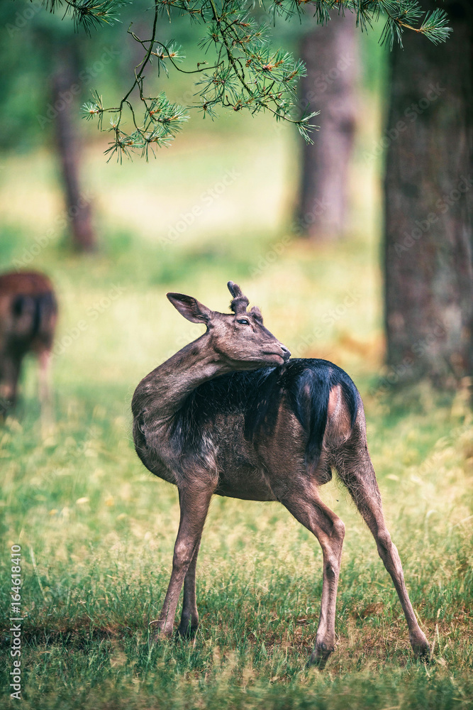 Young fallow deer buck washing his back. Young fallow deer buck washing his back.