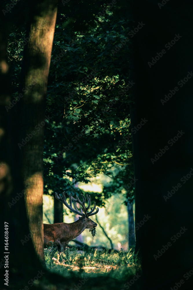 Naklejka premium Red deer male or stag with branch in mouth in forest.
