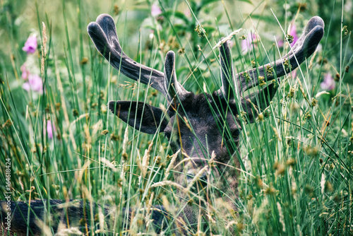 Head of fallow deer buck with velvet antlers lying in tall grass.