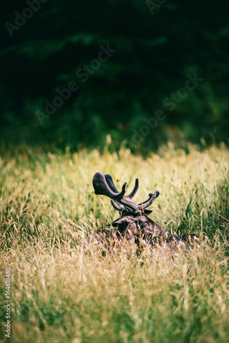 Head of fallow deer buck with velvet antlers in grass.