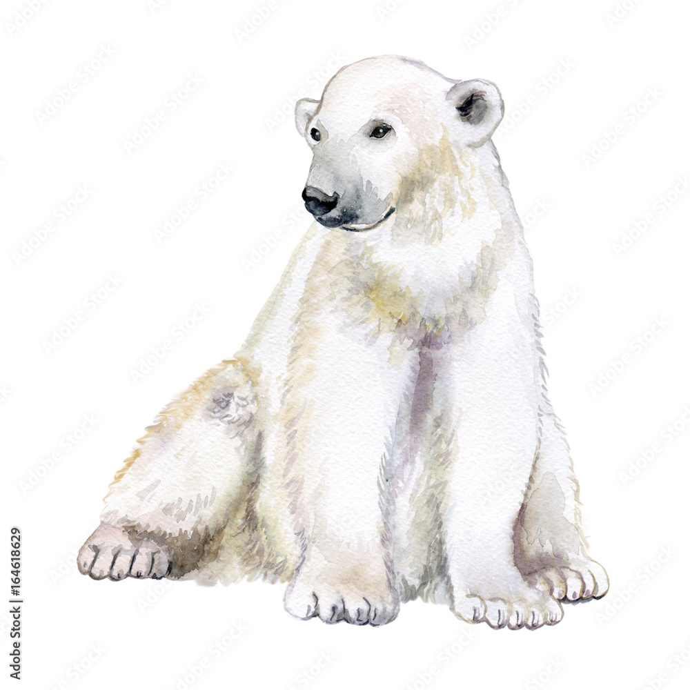 Polar bear. Watercolor illustration isolated on white background. Watercolor illustration, sketch animal. Cute wild bear. Polar bear. Watercolor illustration isolated on white background. Watercolor illustration, sketch animal. Cute wild bear.