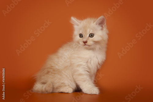 A cute creamy kitten on an orange background. The kitten sits