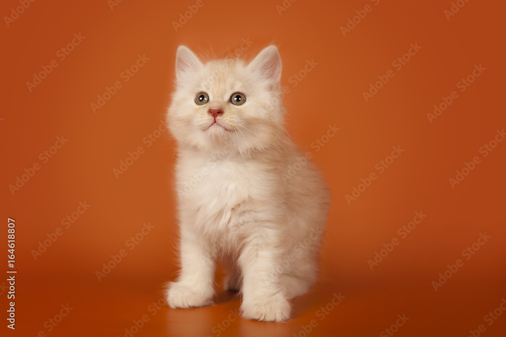 A cute creamy kitten on an orange background. Kitten standing.