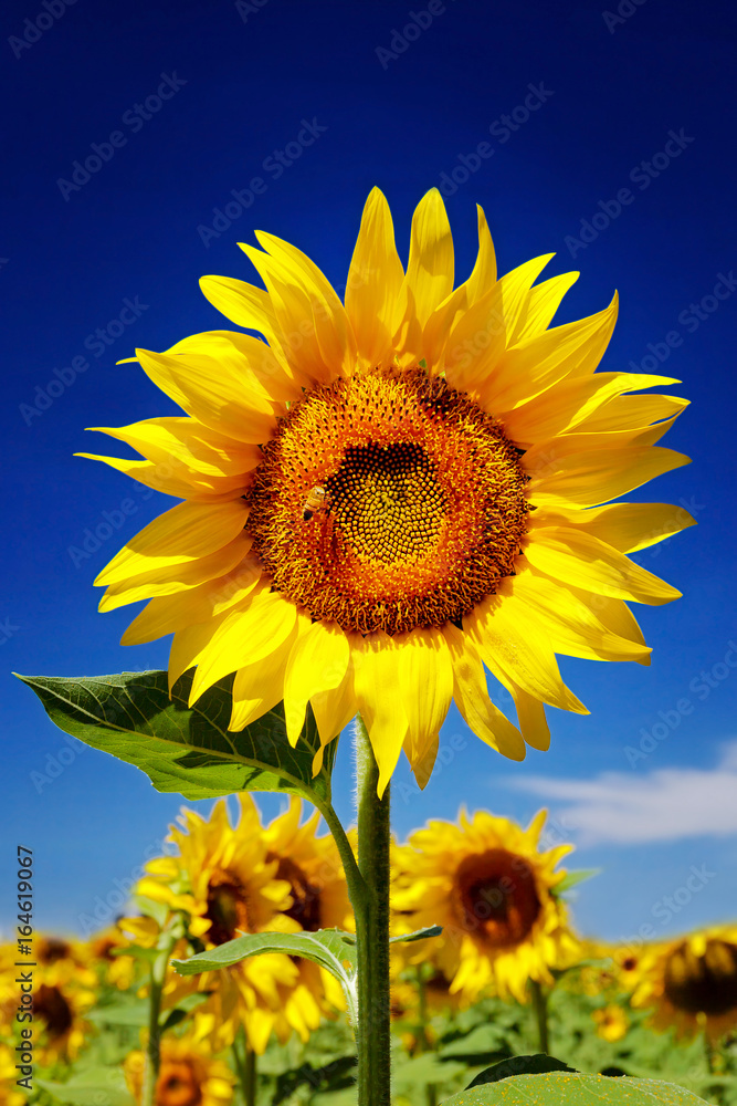 Sunflower in foreground, blue background. Sunflower in foreground, blue background.
