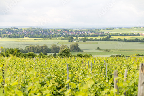 winegrowing around Loerzweiler