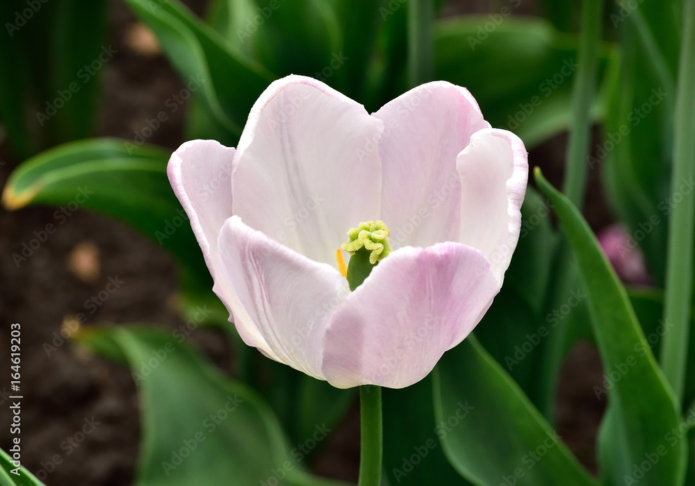 А bud of pink tulip in a garden А bud of pink tulip in a garden