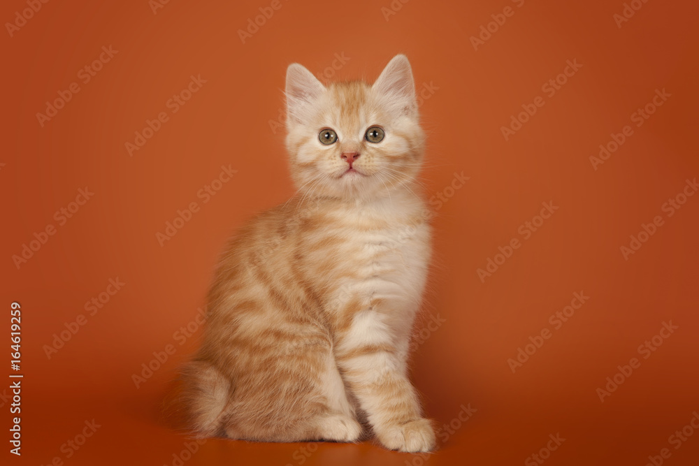 Cute red kitten on an orange background. The kitten sits. Cute red kitten on an orange background. The kitten sits.