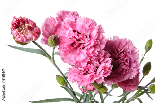 Bouquet of Carnation flowers isolated on a white background