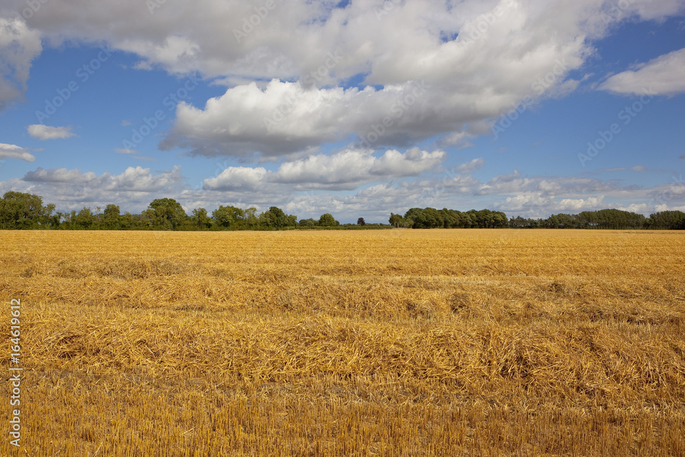 golden harvest