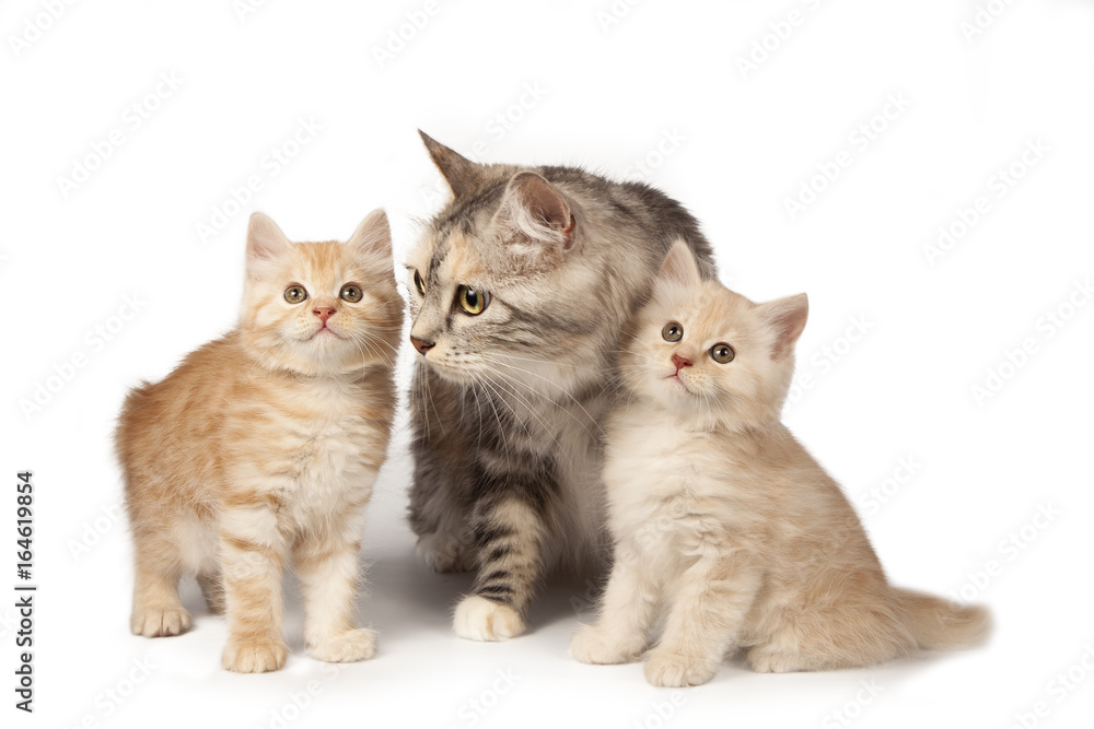 Mom cat and kittens on white background. Cat family isolated on white. A cat and two lovely creamy kittens.