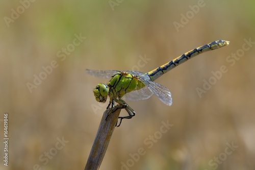 Libellula posata su un rametto secco photo