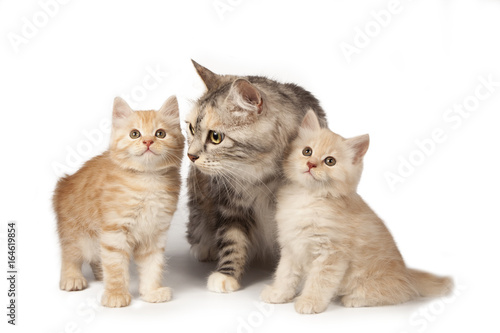 Fototapeta Naklejka Na Ścianę i Meble -  Mom cat and kittens on white background. Cat family isolated on white. A cat and two lovely creamy kittens.