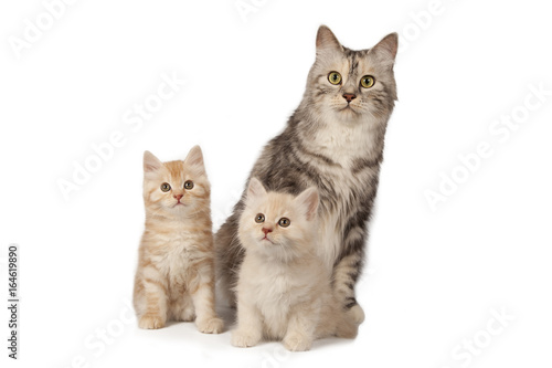 Mom cat and kittens on white background. Cat family isolated on white. A cat and two lovely creamy kittens.